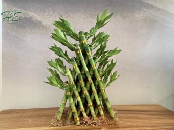 Lucky bamboo (خيزران الحظ)