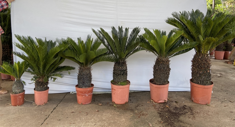 king sago palm plant with leaves