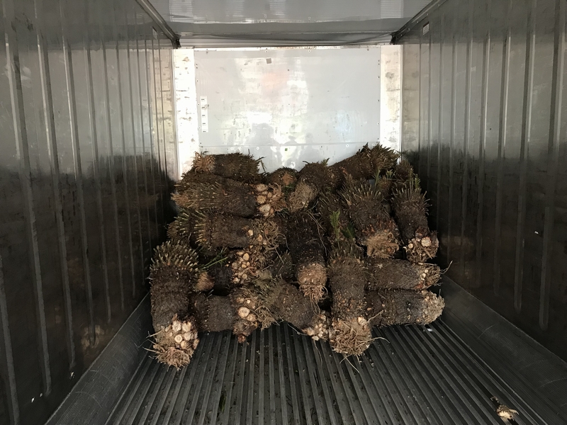 king sago palm plant without leaves