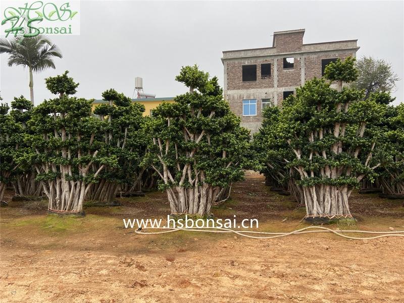 ficus microcarpa jungle bonsai