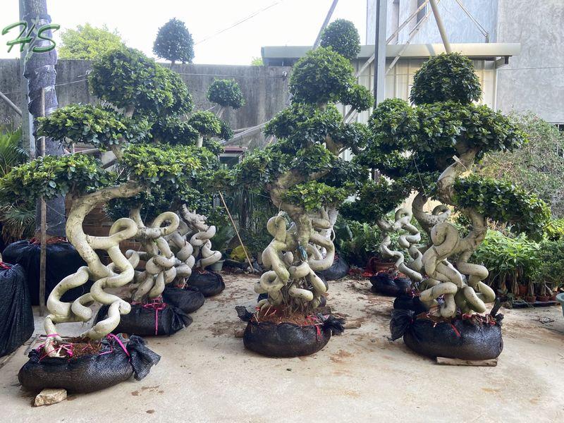Ficus Microcarpa double S shape bonsai