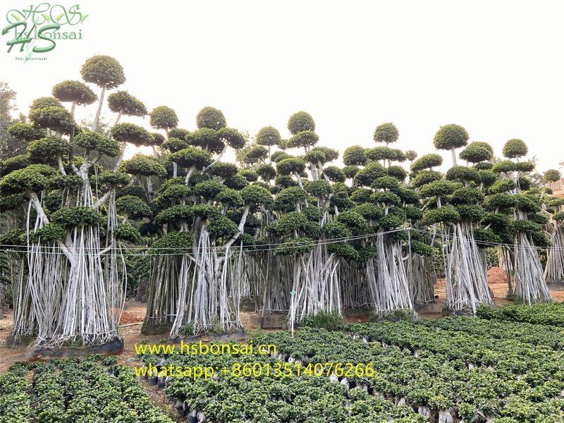 Landscaping ficus microcarpa bonsai
