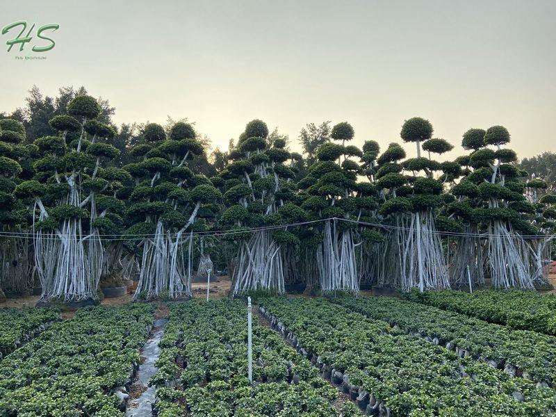 Landscaping ficus microcarpa bonsai