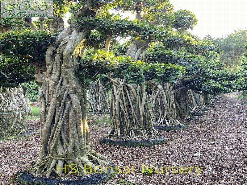 Ficus with stone bonsai