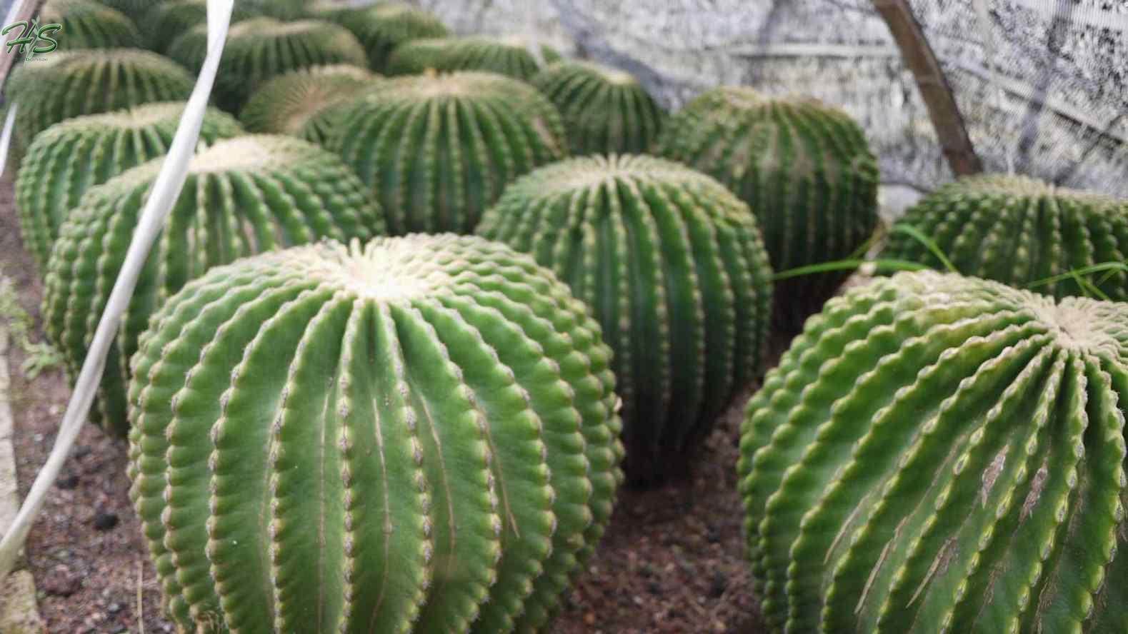 Wholesale Ferocactus recurvus cactus