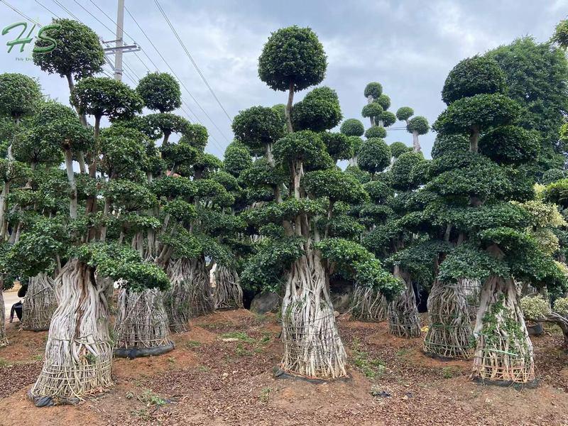Ficus multi aerial root bonsai tree