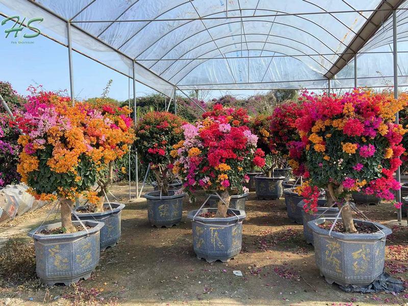 Top Quality Bougainvillea glabra red flower