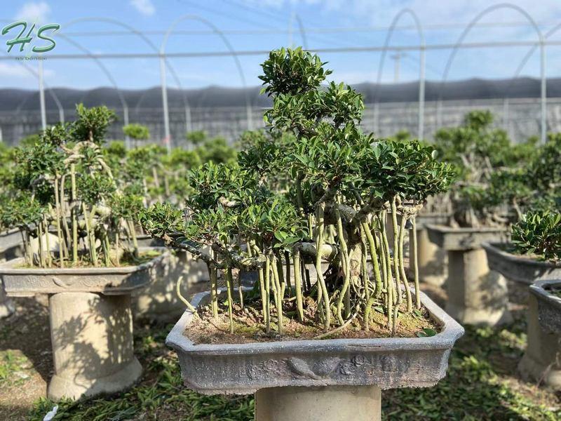 ficus bonsai trees