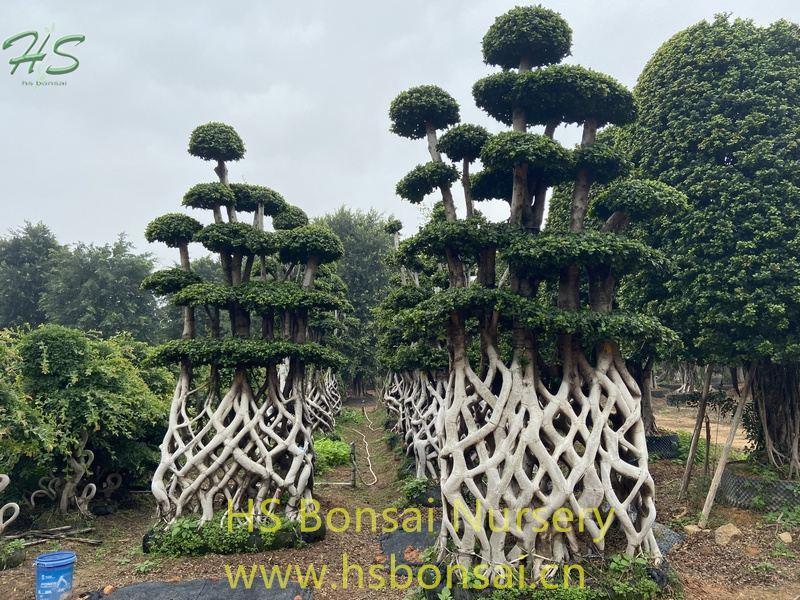 Small Net Shape Ficus Microcarpa Bonsai