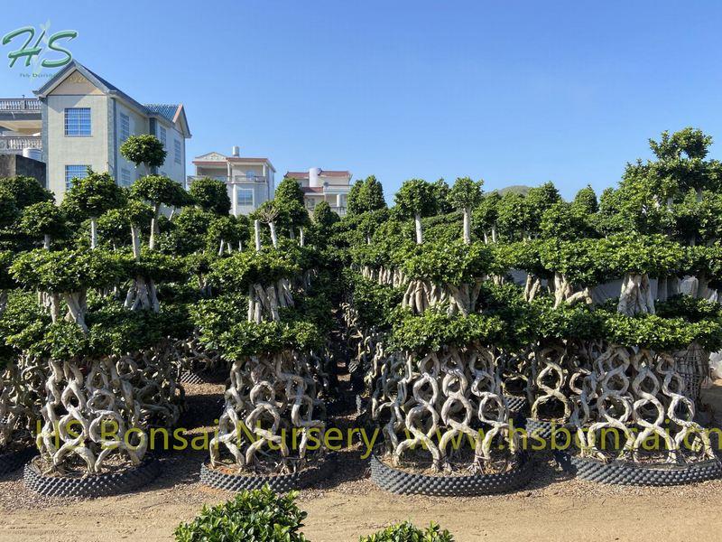 Ficus Microcarpa مجتمعة مع 8 أشكال بونساي