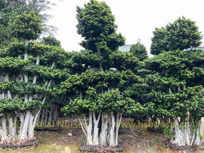 Natural Forest Trees Ficus Microcarpa
