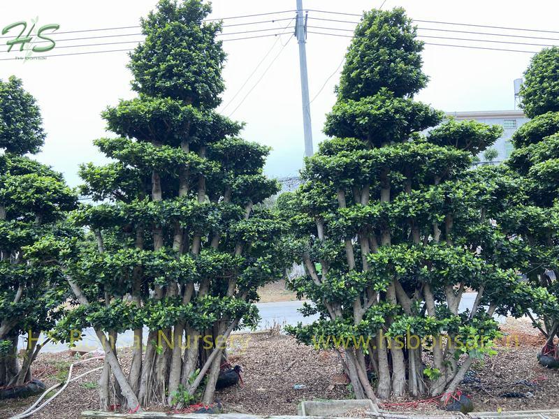 Multi Branch Ficus Microcarpa Forest Trees