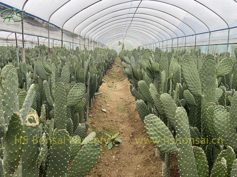 Wholesale Potted Thornless Opuntia Cactus