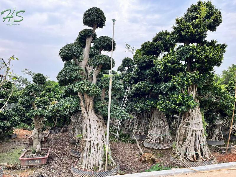 Ficus Microcarpa مع تاج مدور كثيف