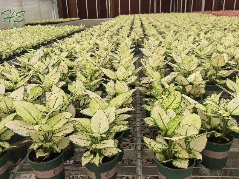 الجملة نباتات Aglaonema، مورد النباتات الداخلية في الصين