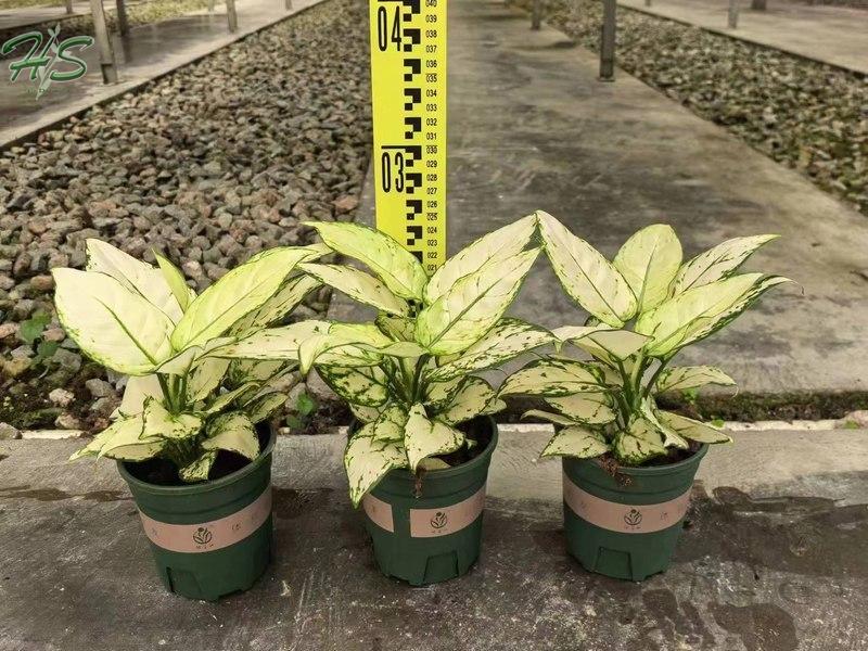 الجملة نباتات Aglaonema، مورد النباتات الداخلية في الصين