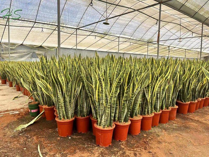 Indoor Plants Variegated Snake Sansevieria Trifasciata Hahnii Golden