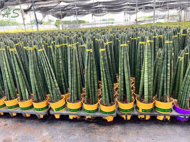 Cylindrical Snake Plant Sansevieria Cylindrica