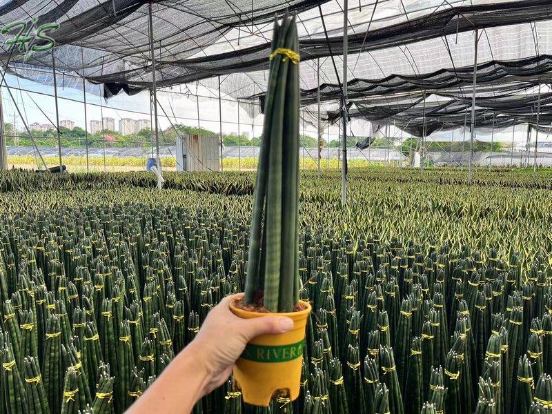 Cylindrical Snake Plant Sansevieria Cylindrica