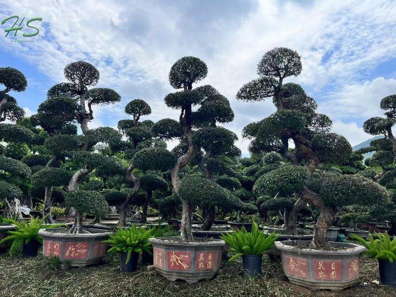 Chinese Elm Bonsai Tree