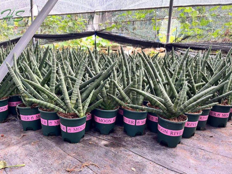 Sansevieria Green Plant African Spear Plant