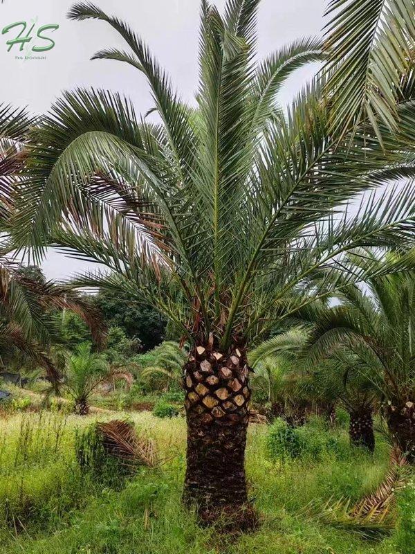 Canary Palm Trees Phoenix Canariensis Palm