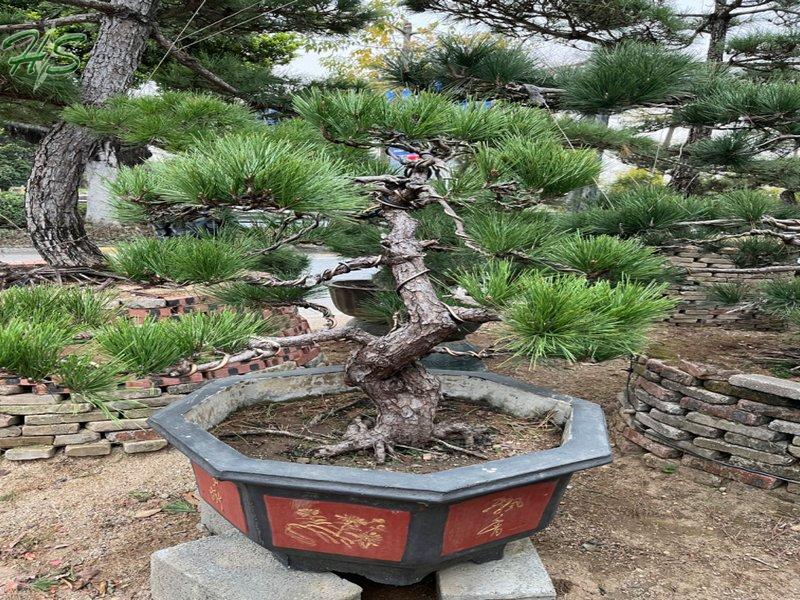 https://www.hsbonsai.cn/natural-outdoor-bonsai-pinus-thunbergii-parl-best-sellers_p295.html