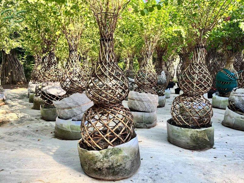 https://www.hsbonsai.cn/wholesale-spiral-shaped-crape-myrtle-bottle-shape_p296.html