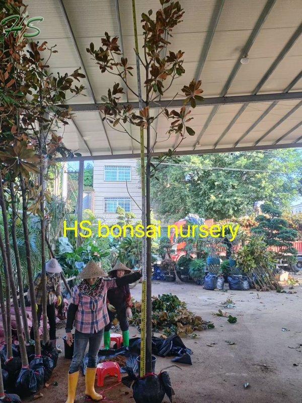 https://www.hsbonsai.cn/user/product/updateproduct/product_id/304/curr_page/0