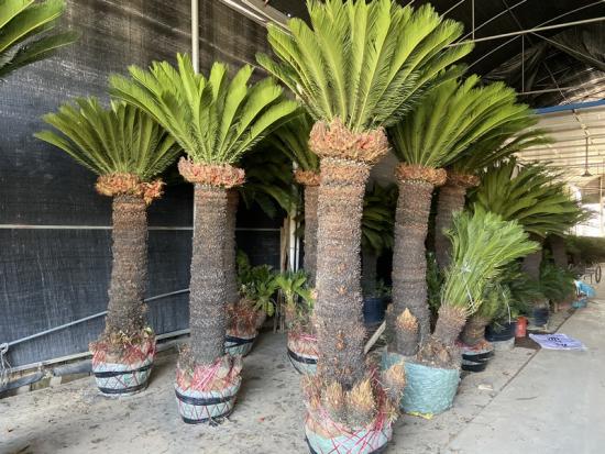king sago palm plant
