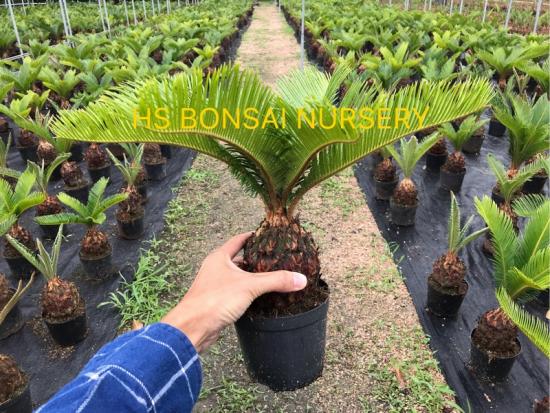 small king sago palm plant
