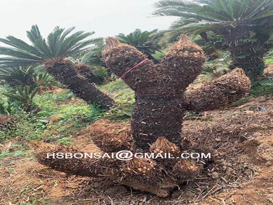 caycas revoluta sago palm indoor plants