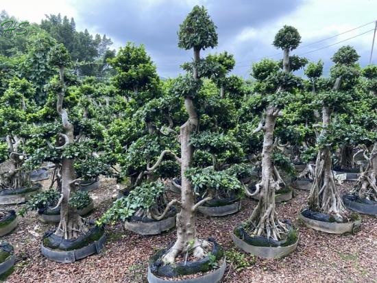 Multi branch real bonsai
