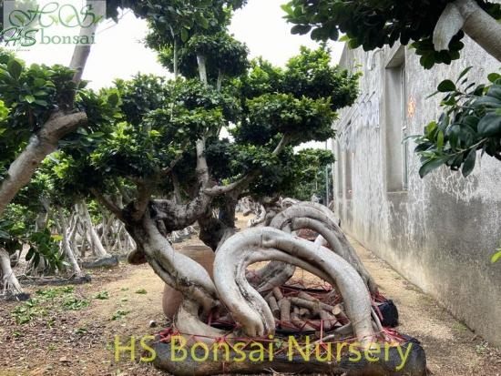 ficus strange dragon bonsai
