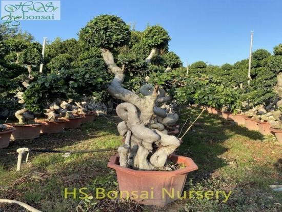 natural plant fig ficus bonsai tree