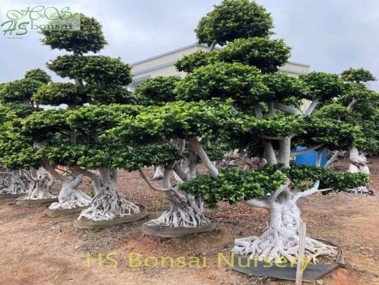 ficus air root bonsai