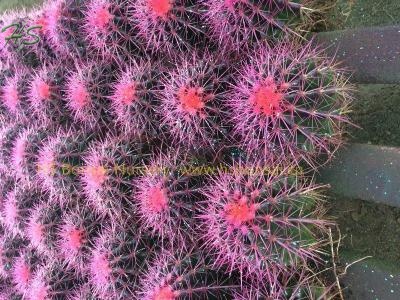 Painting colorful cactus wholesale
