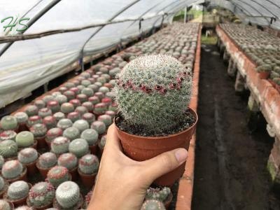 Mammillaria cactus