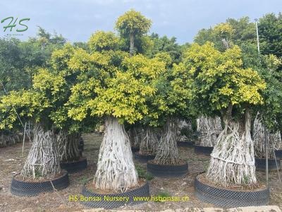ficus aerial root bonsai golden leaves