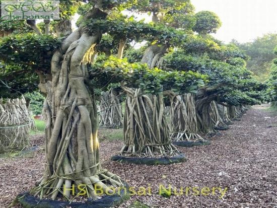ficus bonsai with stone