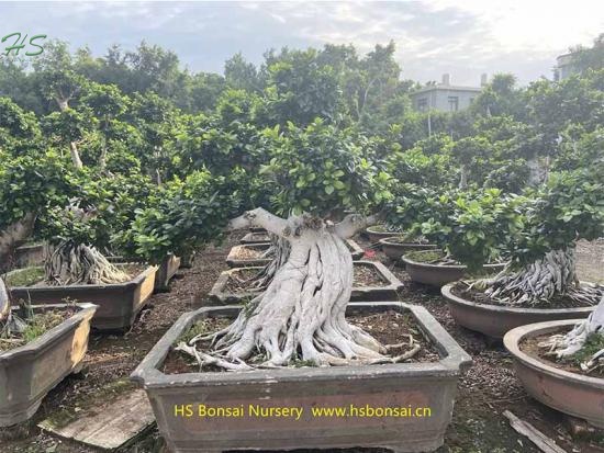 ficus aerial root bonsai shima root