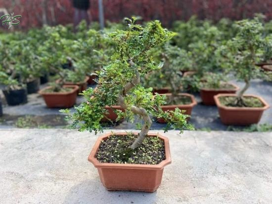 Pistacia weinmannifolia bonsai