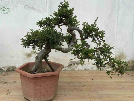 Chinese Ulmus Bonsai Tree