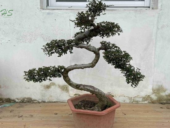 Chinese Ulmus Bonsai Tree