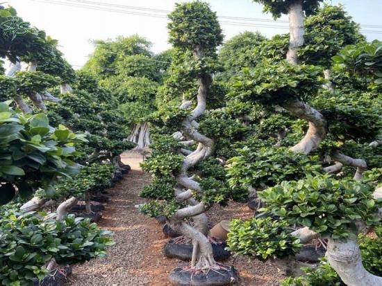 Ficus S Shape