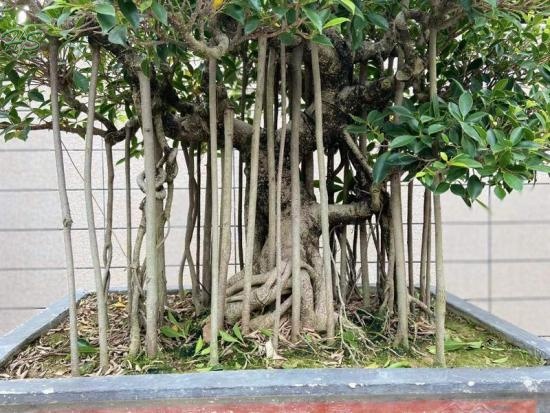 ficus aerial root bonsai