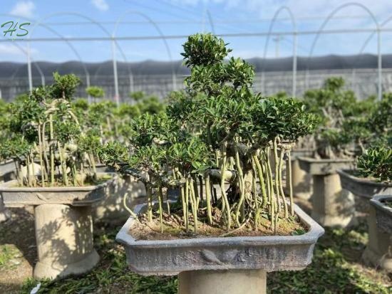 Aerial ficus bonsai plant