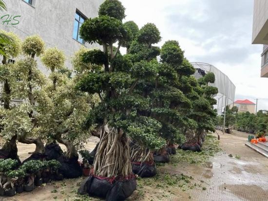 Chinese Banyan ficus aerial root bonsai tree