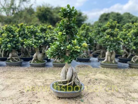 Ficus Miniature High Graft Microcarpa Ginseng Bonsai