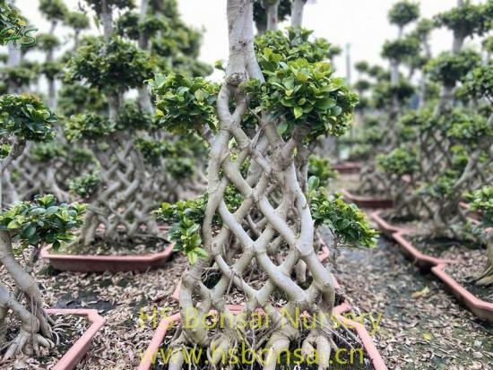 Chinese Root Net Shape Ficus Bonsai Tree